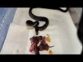 Warning | Rat Snake Eats 6 Pinkies | Live Feeding