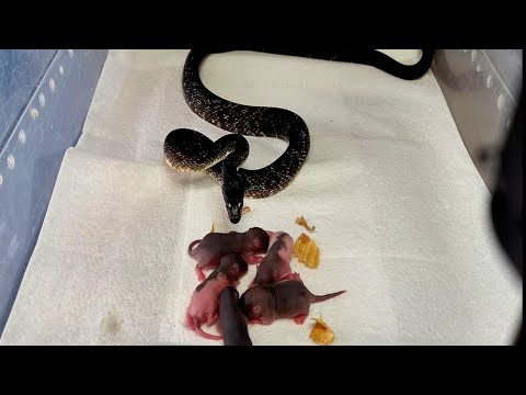 Warning | Rat Snake Eats 6 Pinkies | Live Feeding