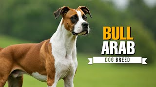 Bull Arab Dog Breed - Everything You Need To Know Australian Pig Dog