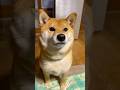 可愛い🩷って言われるたびに声が高くなっちゃう柴犬ちゃん　#柴犬 #shibainu #可愛い#犬