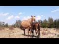 Лошади в Августе, засуха выжгла степь, #horsebreeding