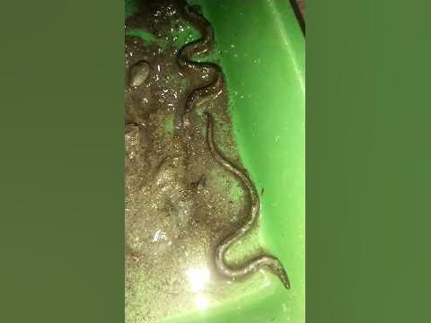 anak belut laut / Moray - YouTube