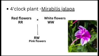 Incomplete Dominance | 4' clock plant - Mirabilis jalapa