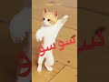 Video Keeper M U Sta Fa انا حب سوسو وسوسو تحبني تصميم فيديوهات حسب الطلب القطة سوسو CapCut 