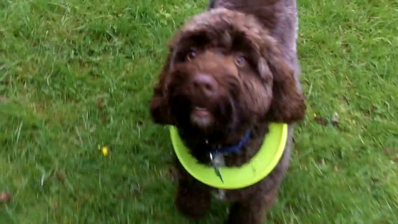 Bespoke Barney Cockapoo & Peppa Bichon Frise. - YouTube