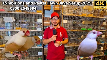 Rare Exhibitions and Pastel Split Fawn Java Sparrow Birds Breeding Pair Setup 2025 Karachi