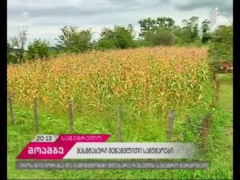 აზიური ფაროსანა სიმინდის და თხილის  ნათესებს ანადგურებს