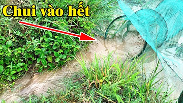 Mưa rước cá lên đồng đi lụm thấy mê | Hứng cá lên theo đường nước chảy | THÚ VUI MIỀN TÂY. Tập 543