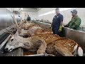 Millones De Ciervos Criados Y Sacrificados Para Astas De Terciopelo | Processo Industrial