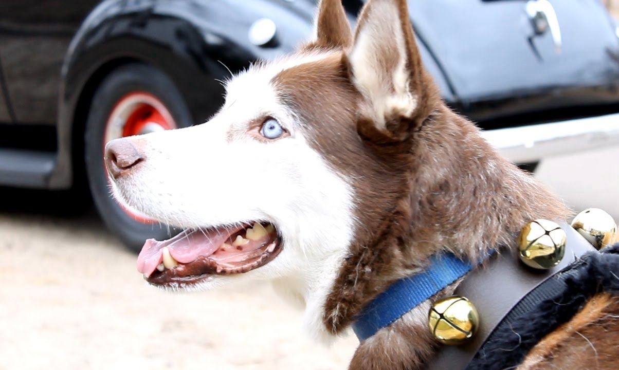 Siberian Husky Rescue 2014 Williamsburg Christmas Parade YouTube