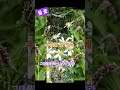 조용필/들꽃/행복과 에너지를 주는 ~ (2025. 10. 12)