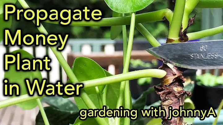 Propagate Money Plant or UFO Plant (Pilea Peperomoides) in Water - By Single Leaf and stem Cutting