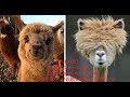 【アルパカ】毛刈りビフォーアフター　どちらもかわいい(*´▽｀*) ラクダ科らしいお顏もお楽しみください♪