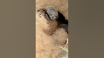 Dung Beetles | Super STRENGTH & Navigation Skills!  #shorts