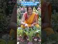 🌱 Chhote Se Garden Mein Shandaar Shalgam Ki Kheti 😍Organic Turnip Farming Video 🌱