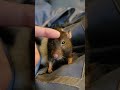 Elderly rat enjoys being pet