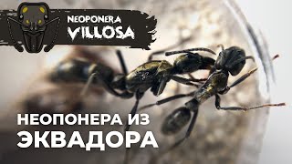 ПОЯВЛЕНИЕ ПЕРВОГО РАБОЧЕГО | Neoponera villosa