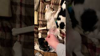 #cute #motivation #cavalierkingcharlesspaniel #funny #viral #yt #shortvideo #youtubeshorts #youtube