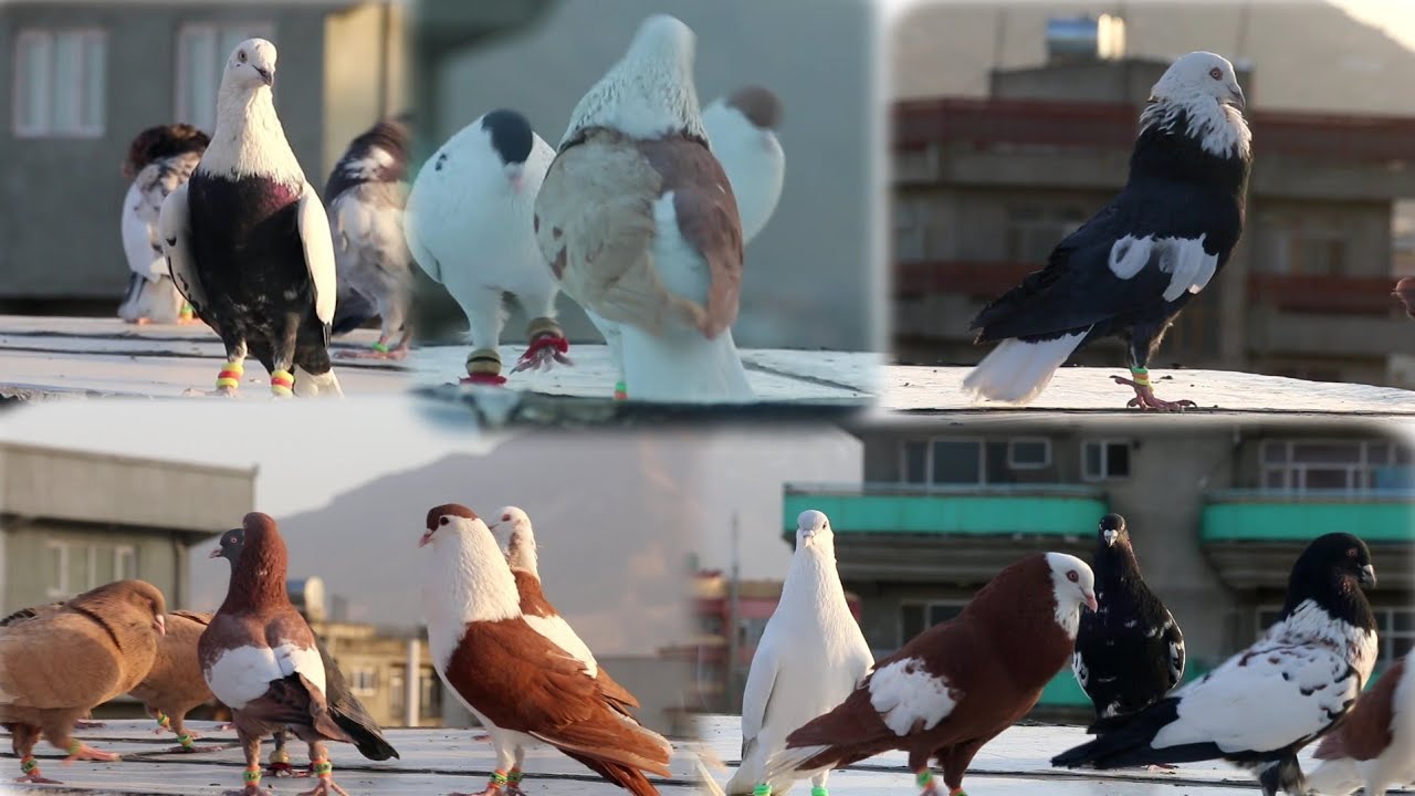 کفتر های پرشی شفیق جان احمدی