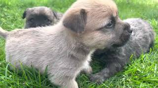 Cairn terrier puppies discover grass by K&MPawTails 79 views 2 years ago 3 minutes, 5 seconds