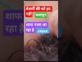 जयपुर बेशर्मी की कोई हद नहीं #viral #animals #trending #vairalvideo#shortvideo #youtubeshorts