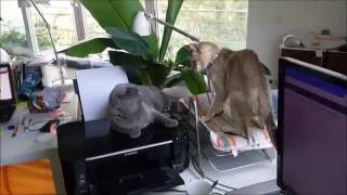 2 Cats and 1 printer - Cat fight on printer - Katze und Drucker
