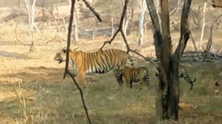 Tigress Riddhi and cubs Z3 #ranthambore #jungle #bengaltiger #animal #tigersighting #junglesafari