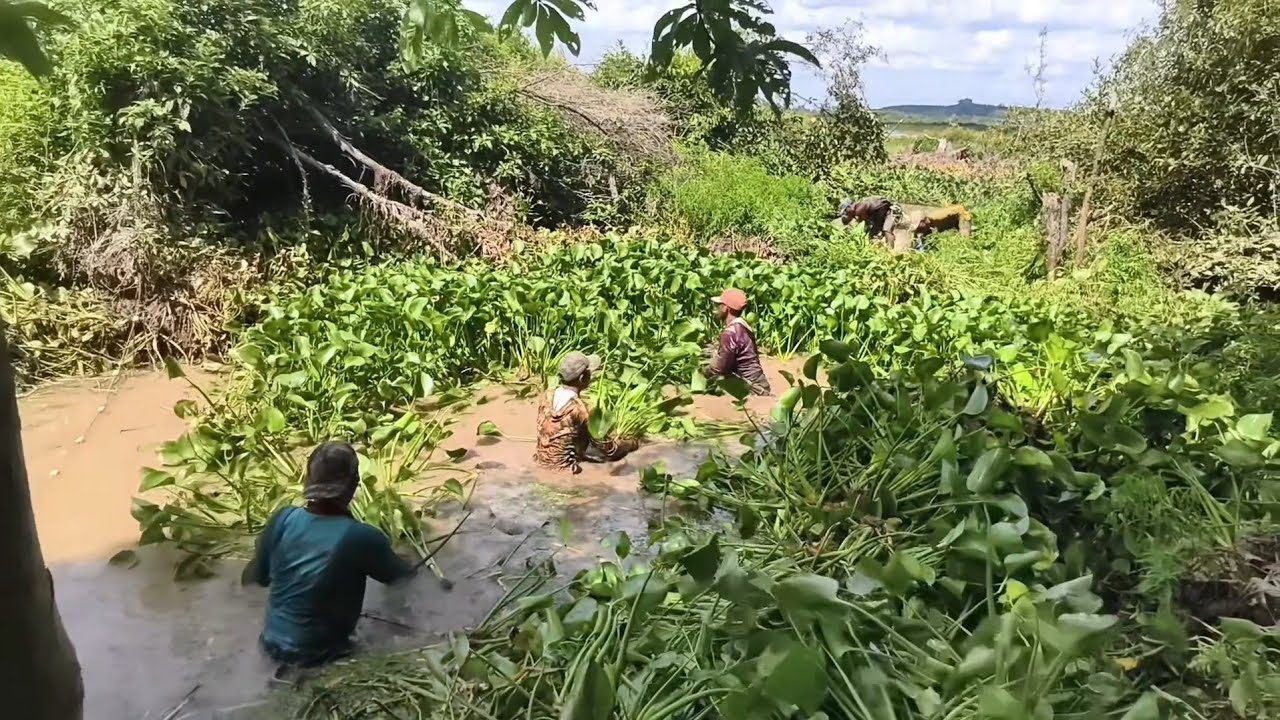 KEMBALI MEMBONGKAR SARANG NYA IKAN TOMAN
