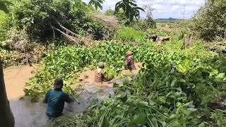 KEMBALI MEMBONGKAR SARANG NYA IKAN TOMAN