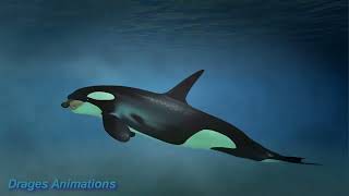 Orca Vore Girl Animation Daz 3D