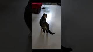 Cat Vietnam Flashback