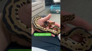 BABY SNAKE YAWNS #ballpython #reptiles #snake #pets #animals #wildlife #shorts #fyp #viral Profile