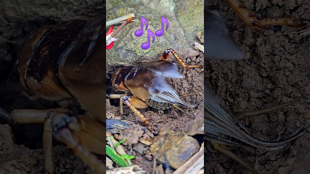 Male Cricket Attracts Female with Unique Sound 🦗♥️🦗 