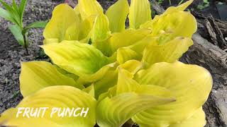 Яркий весенний жёлто - лимонный окрас хосты Fruit Punch#hosta #хоста #коллекция #желтые #сорта