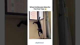 When Cat Became Mom for the First Time
