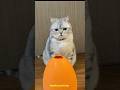 Owner Pranks His Cat 😱 #ytshorts #shorts