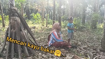 mencari kayu bakar di hutan👀