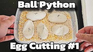 Ball Python Egg Cutting #1 - Did We Hit Any Holdbacks!
