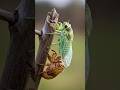 Amazing - Close-up of the fascinating and thrilling molting process of a cicada #cicada #molting