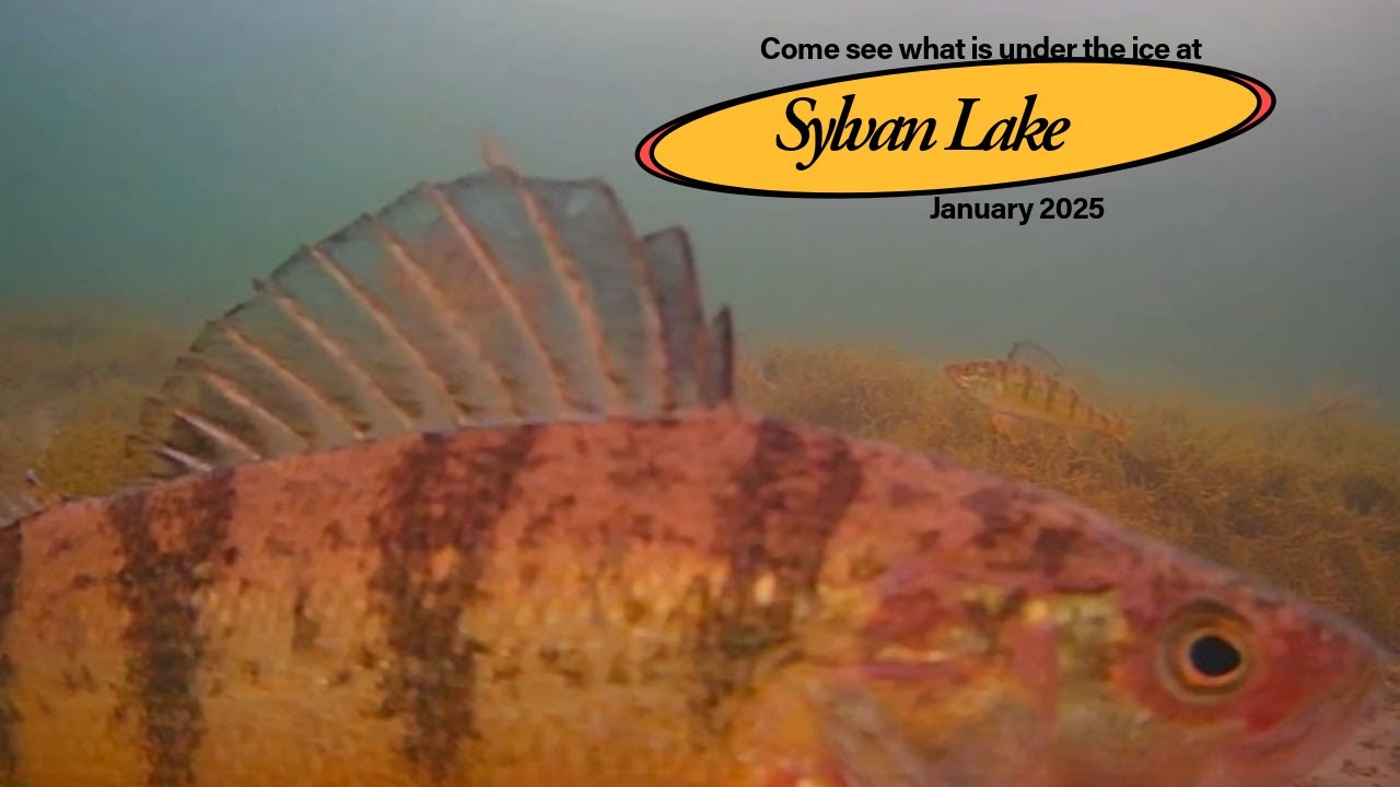 Ice Fishing Adventure at Sylvan Lake, Alberta! | Underwater Perch, Pike & Whitefish Action!