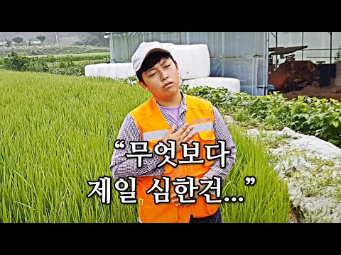 많은 분들이 걱정해주신 안성 농가 장마 피해상황 말씀드리겠습니다.