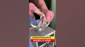 Venom Extraction from a Russell’s Viper – Extremely Dangerous! #snake #nature #shorts #viral #pets