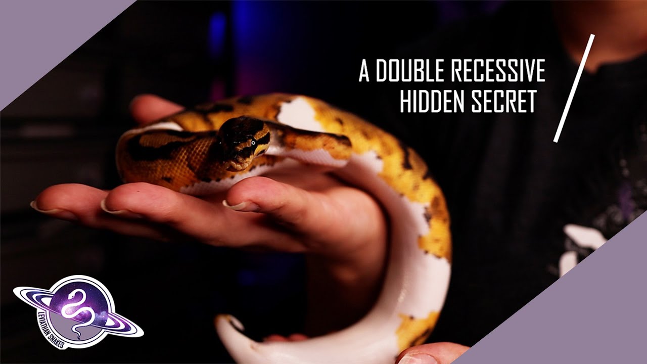 Hidden SECRET Regarding the Probability of a Double Recessive Ball Python
