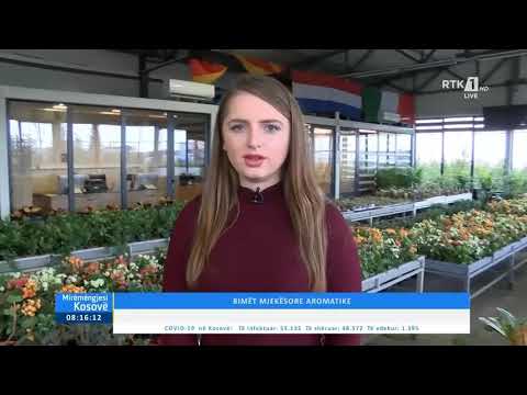 Video: Kërkesat e tokës Amaryllis: Cila është përzierja më e mirë e vazove për Amaryllis