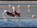 Fotografía de Aves-Flamenco 🦩 alimentando a su cría