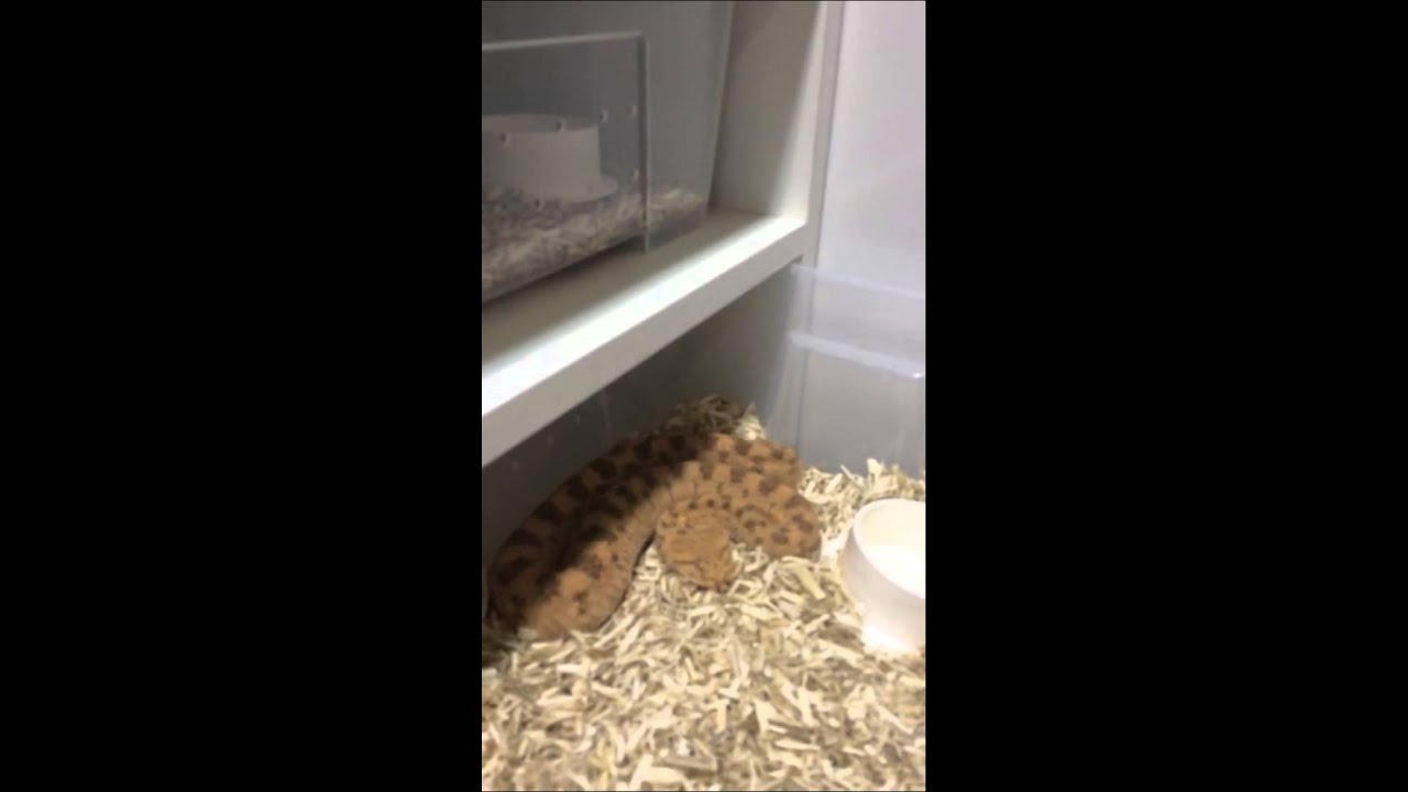 Very angry cerastes cerastes