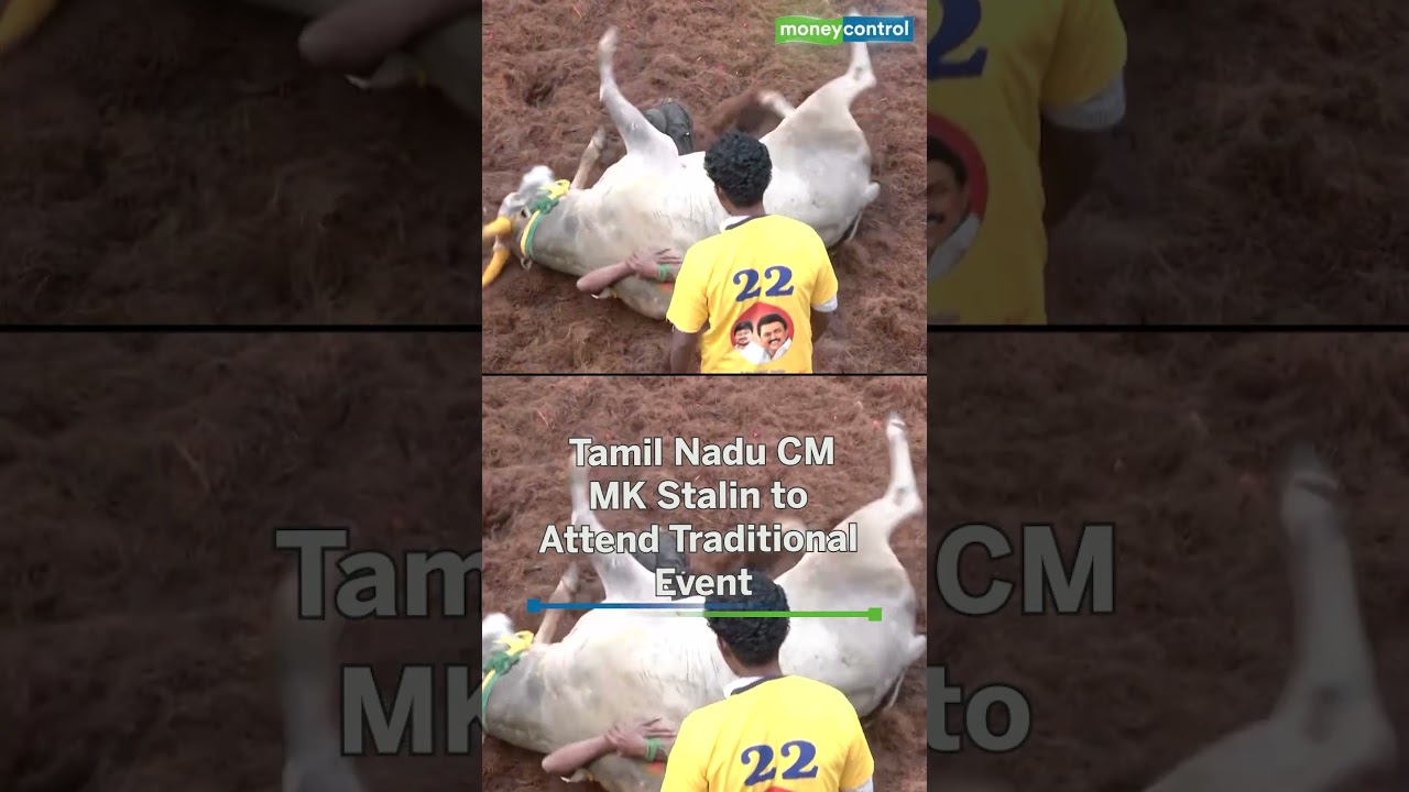 World-famous ‘Jallikattu’ begins in Alanganallur on the third day of Pongal