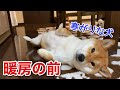 【柴犬】お腹に温かい風が当たるように暖をとる寒がりな犬