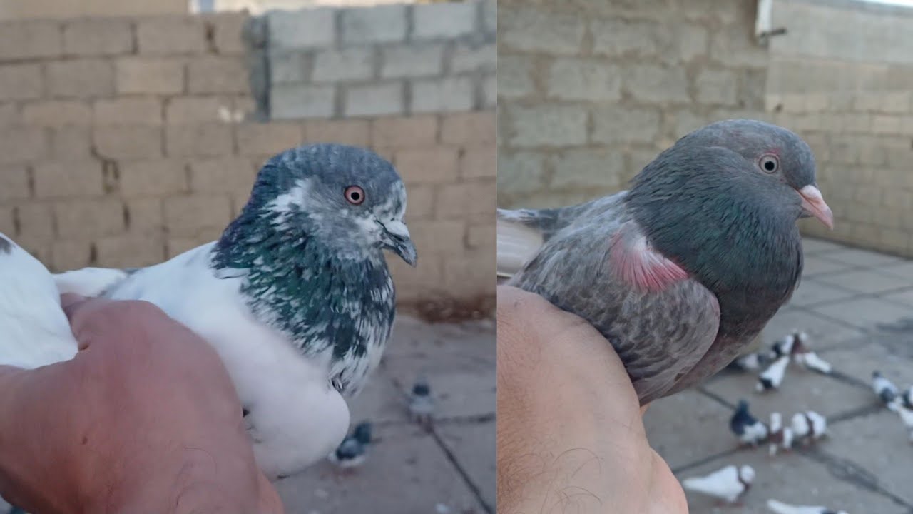 صيد اليوم ✌️ صيد د2بل 💪❤️❤️