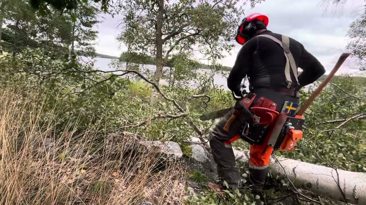 Jonsered CS 2152 ULTICOR A large birch tree leaning will be felled part2🪓🌲🪵🔥🏡🇸🇪